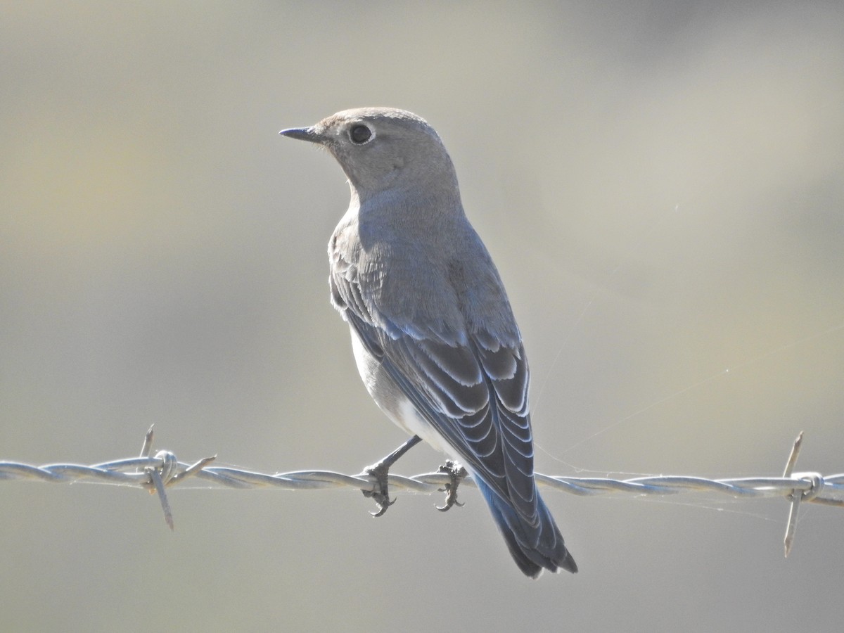 Western Bluebird - ML644477349
