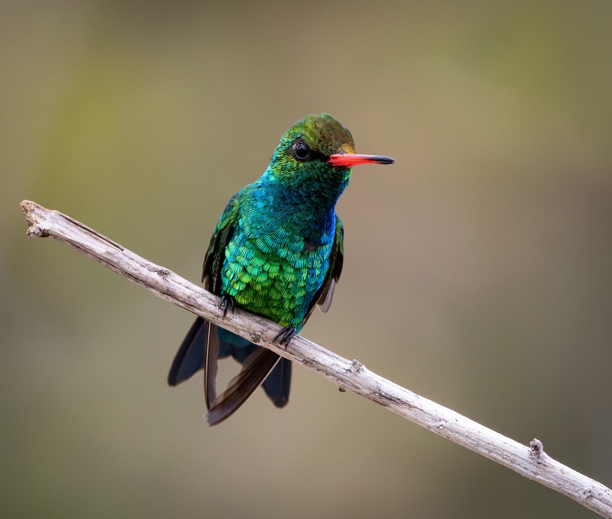 Glittering-bellied Emerald - ML644477350