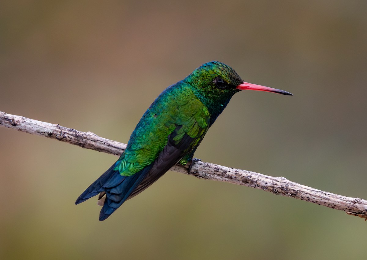 Glittering-bellied Emerald - ML644477351