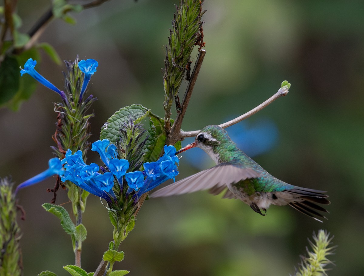 Glittering-bellied Emerald - ML644477352