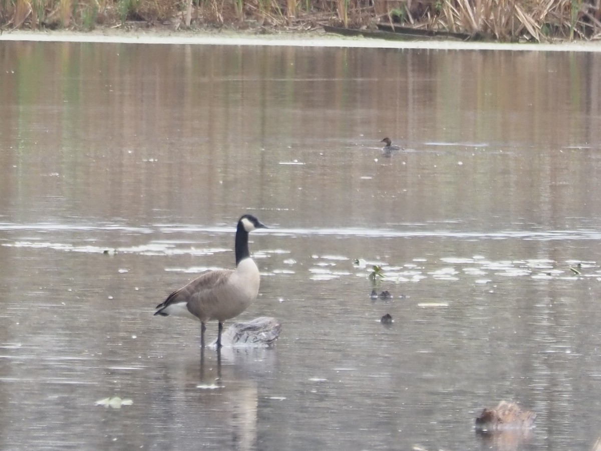 Pied-billed Grebe - ML644477354