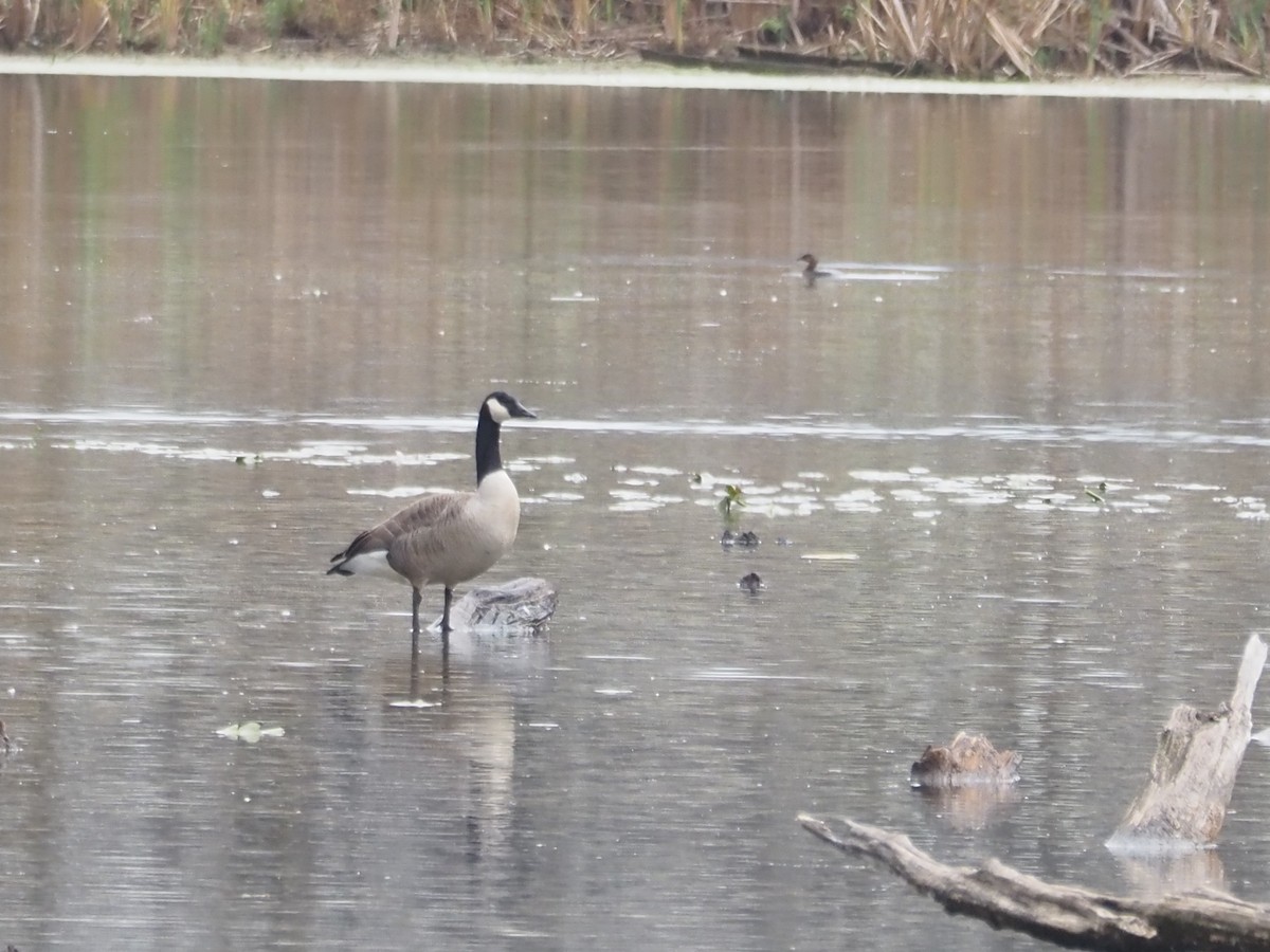 Pied-billed Grebe - ML644477355