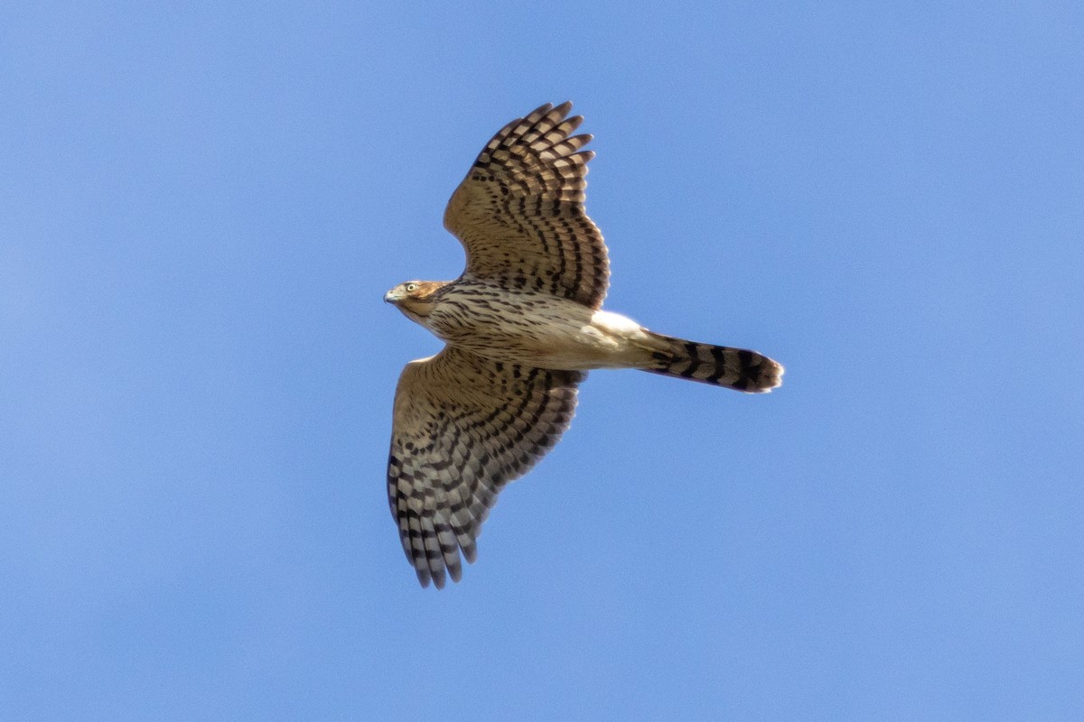 Cooper's Hawk - ML644477356