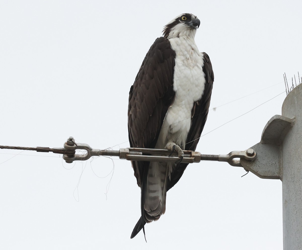 Osprey - ML644477357