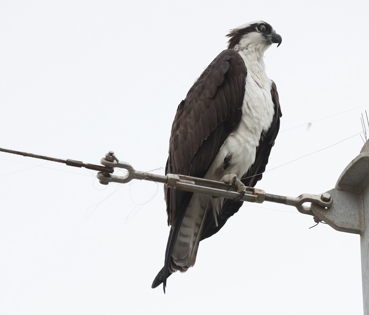 Osprey - ML644477358