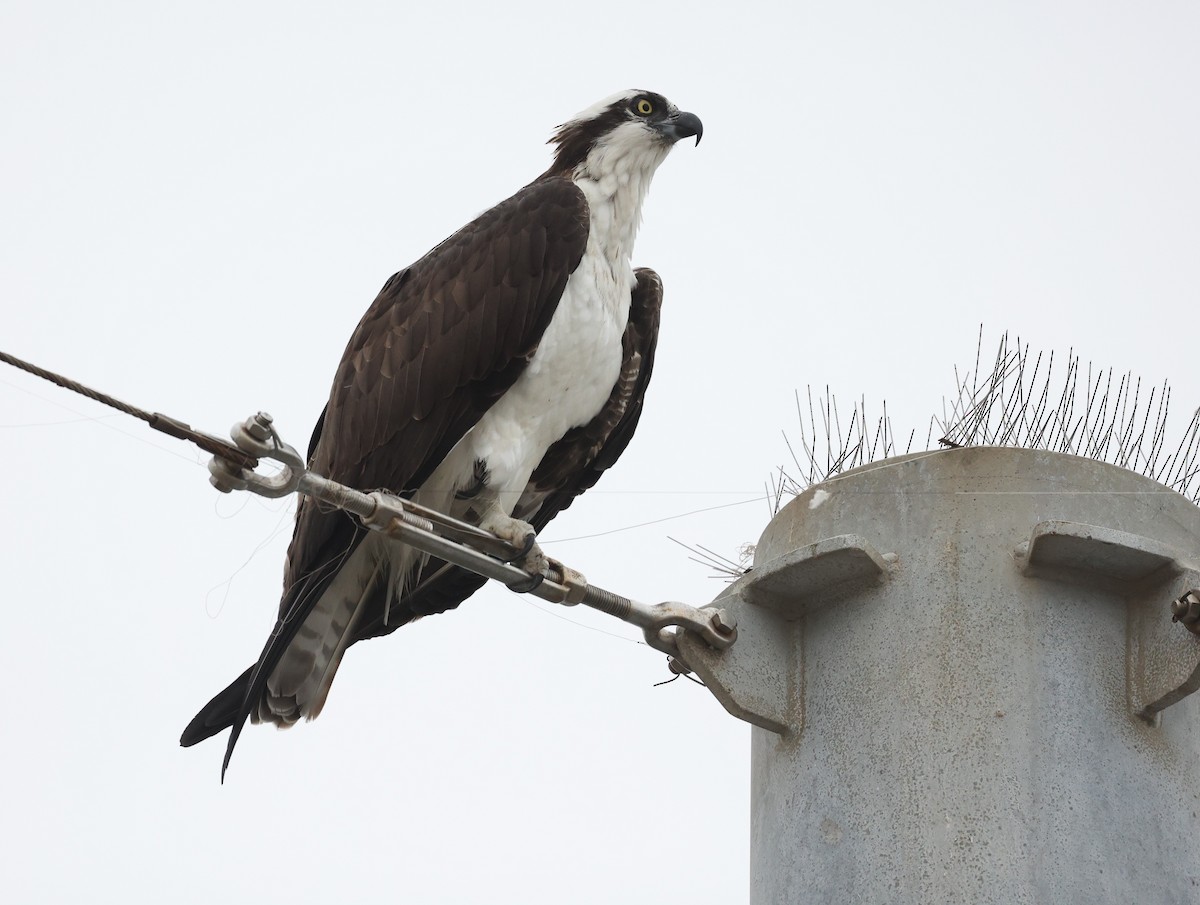 Osprey - ML644477359