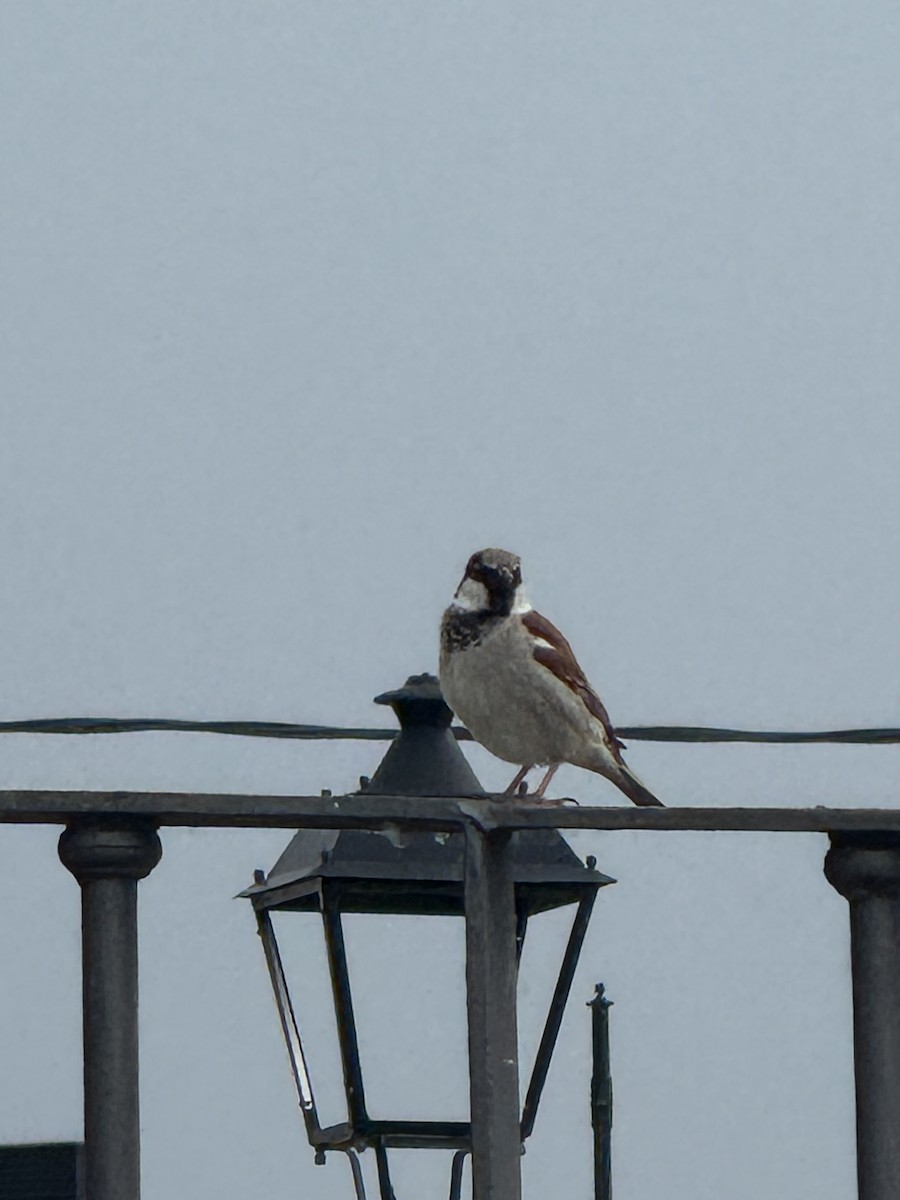 House Sparrow - ML644477360