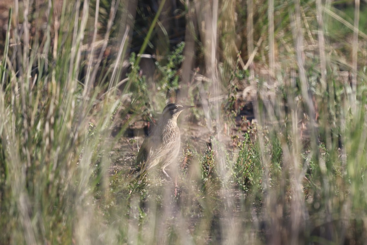 Western Meadowlark - ML644477362