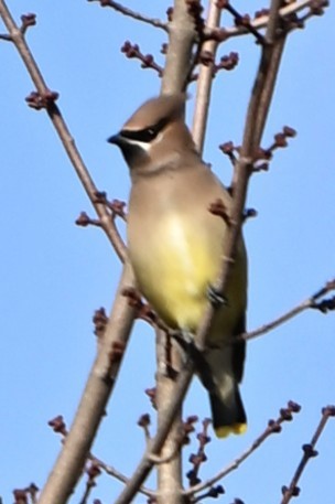 Cedar Waxwing - ML644477363