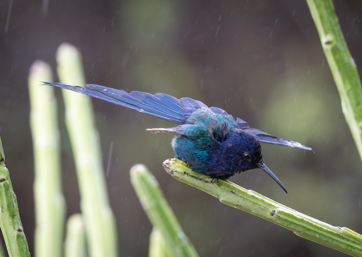 Swallow-tailed Hummingbird - ML644477364