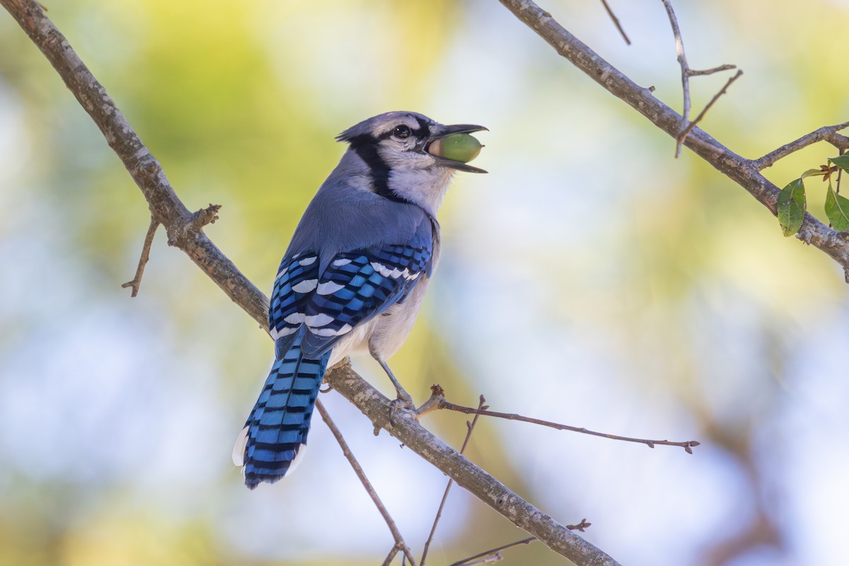 Blue Jay - ML644477365