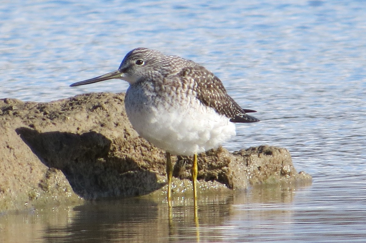 Greater Yellowlegs - ML644477367