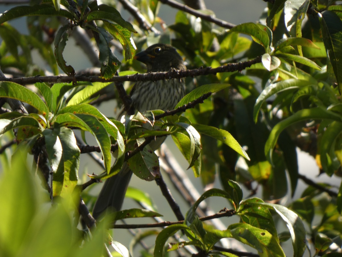 Streaked Saltator - ML644477368