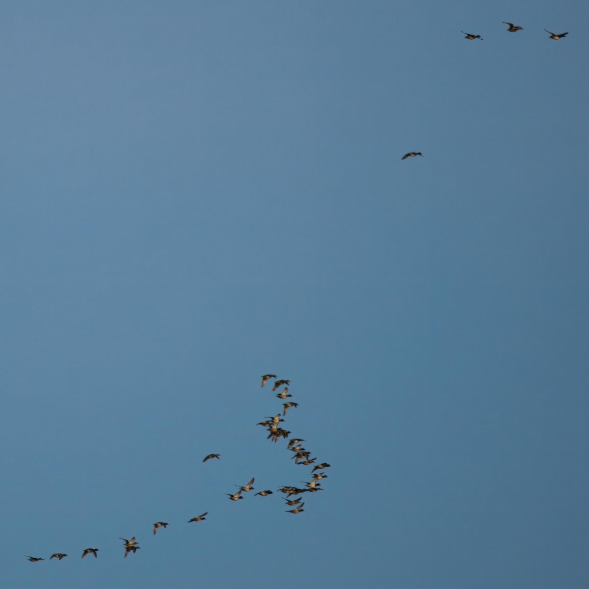 Mallard - ML644477369