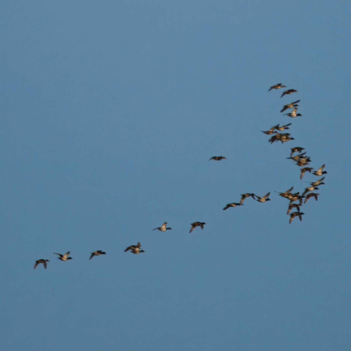 Mallard - ML644477370