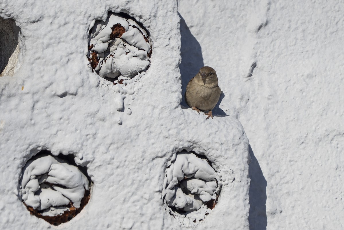 House Sparrow - ML644477371
