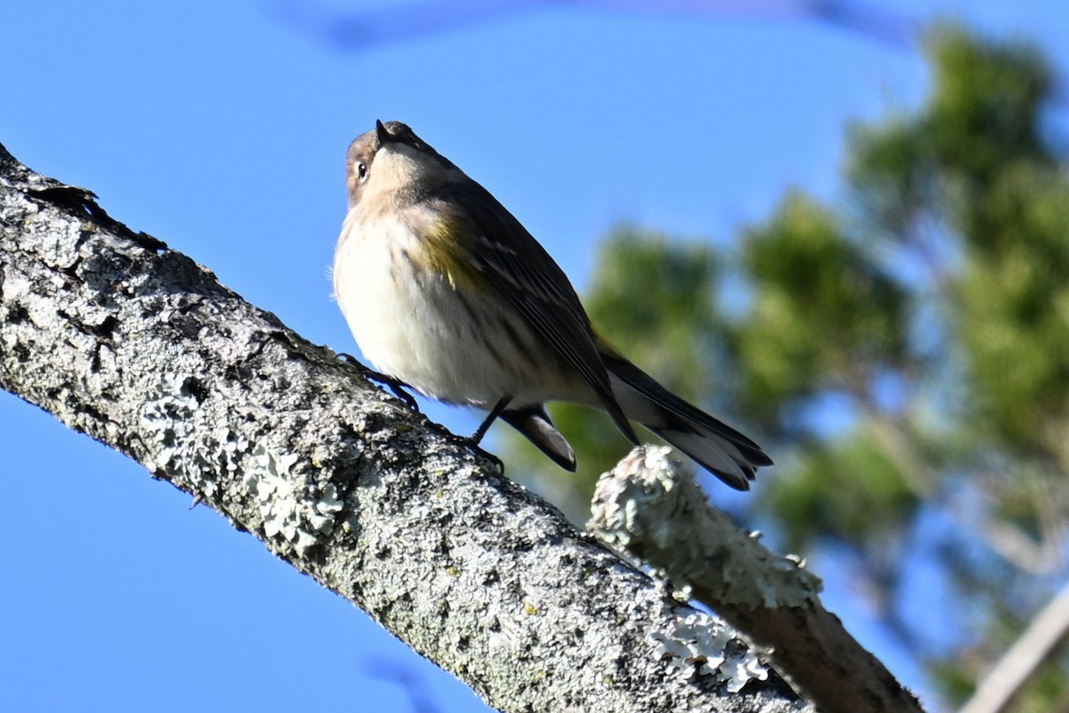 Yellow-rumped Warbler - ML644477372