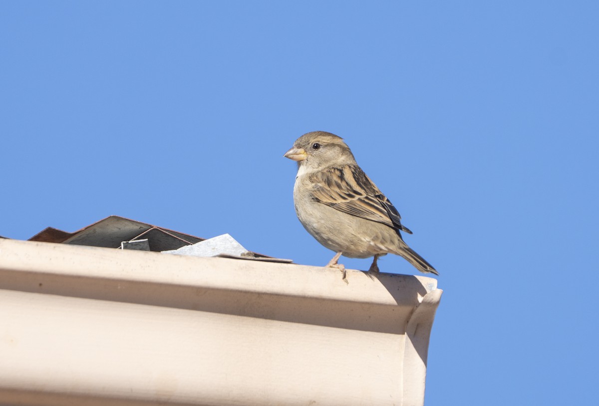 House Sparrow - ML644477373