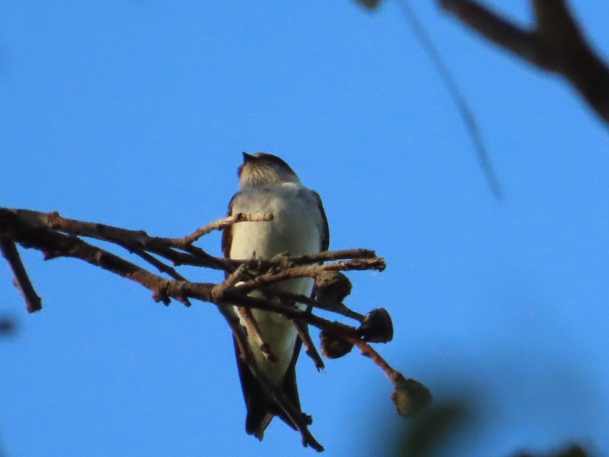 eukalyptussvale - ML644477375