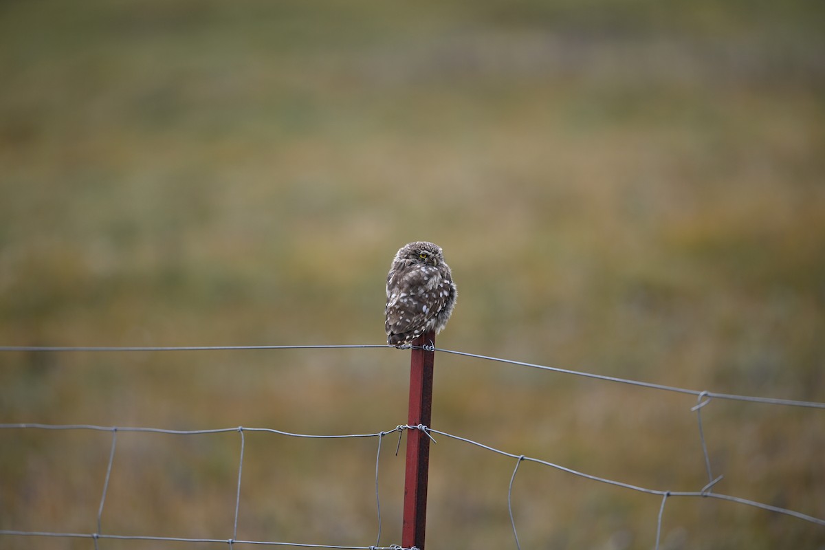 Mozolo arrunta - ML644477378