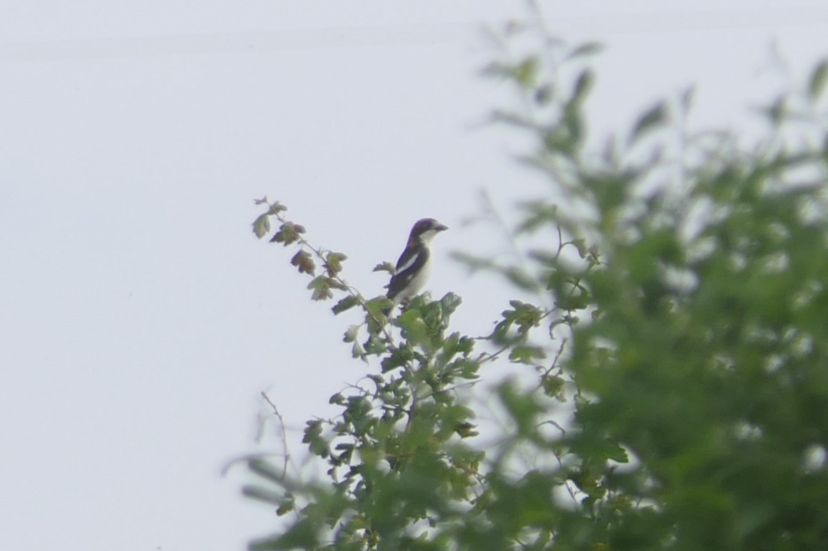 Woodchat Shrike - ML644477380