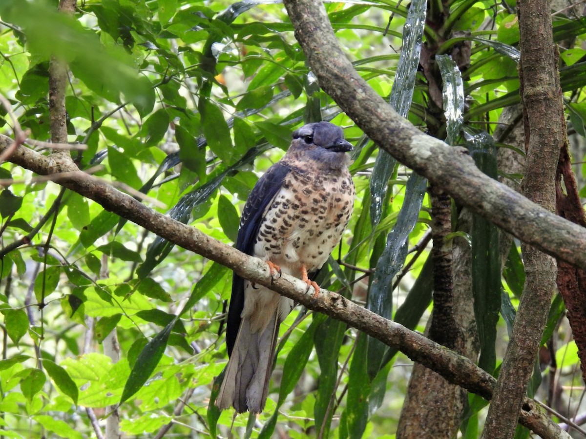 Cuckoo-roller - ML644477385