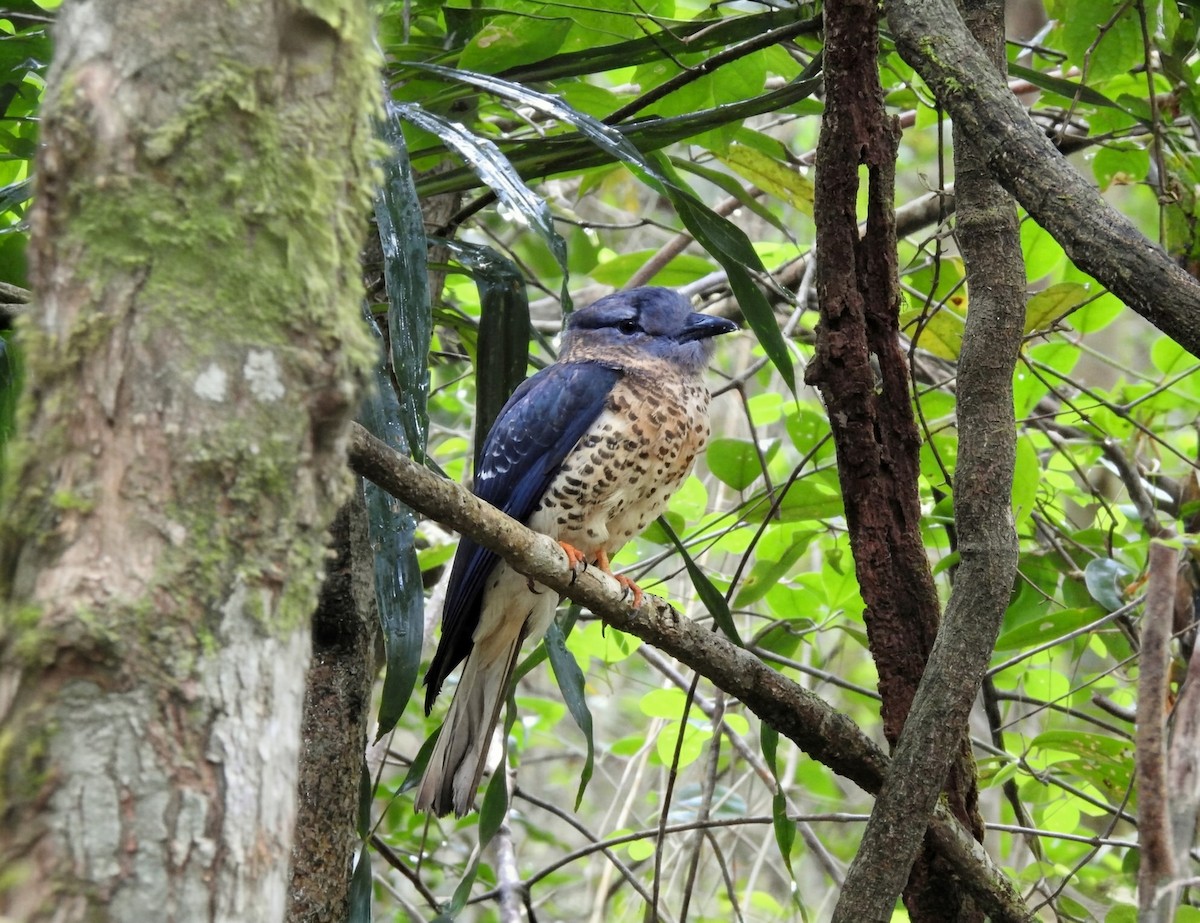 Cuckoo-roller - ML644477387