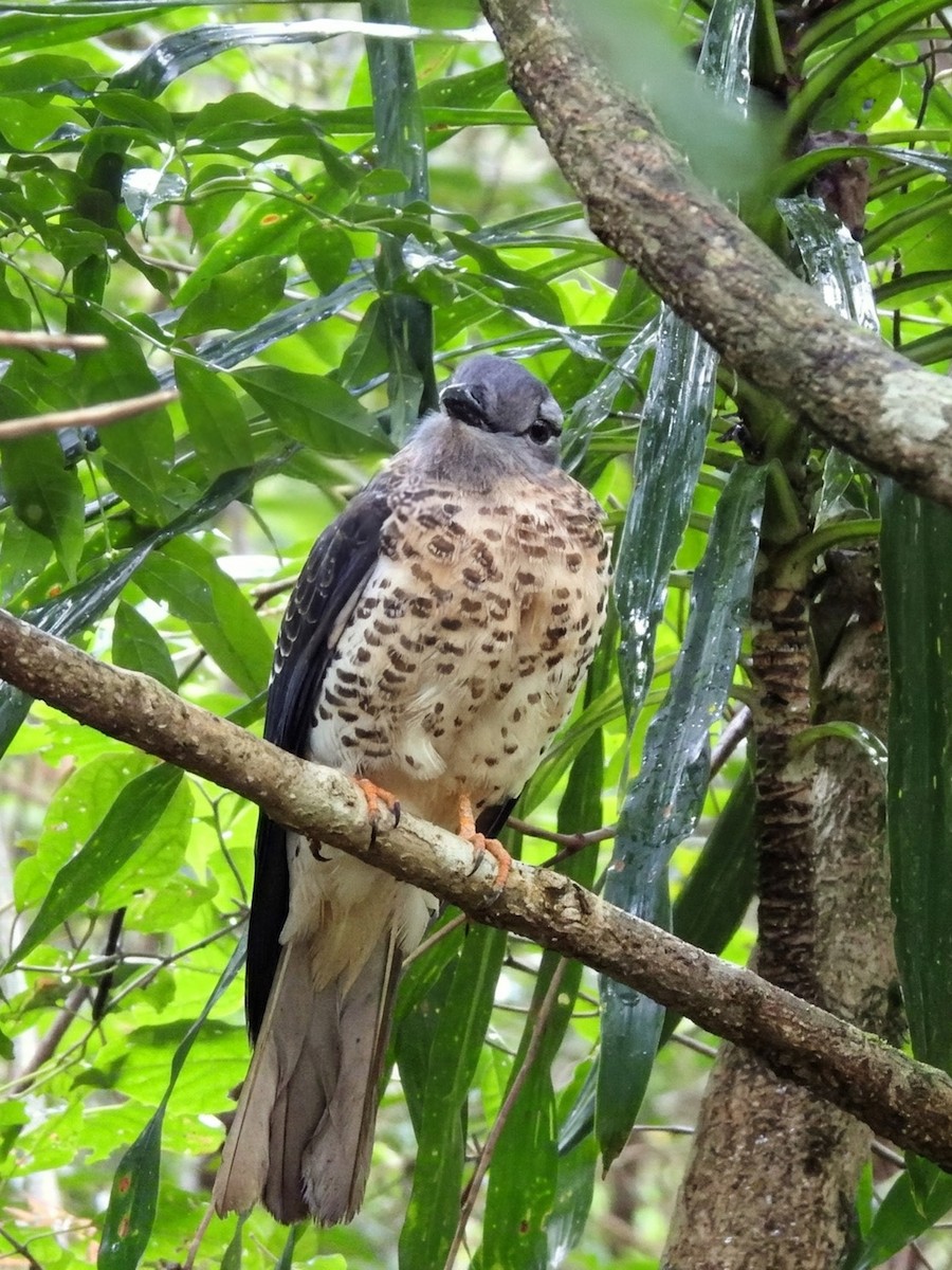 Cuckoo-roller - ML644477388