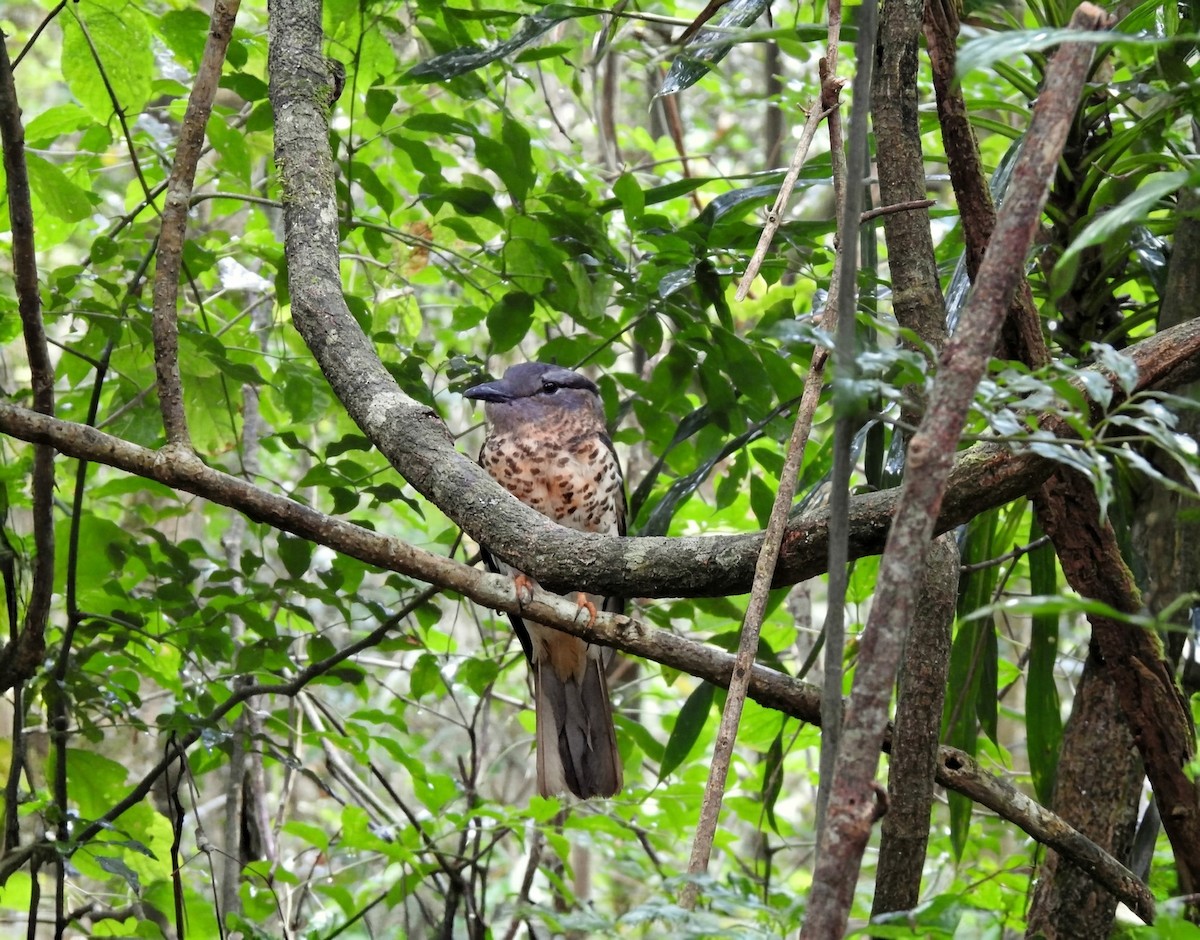 Cuckoo-roller - ML644477389