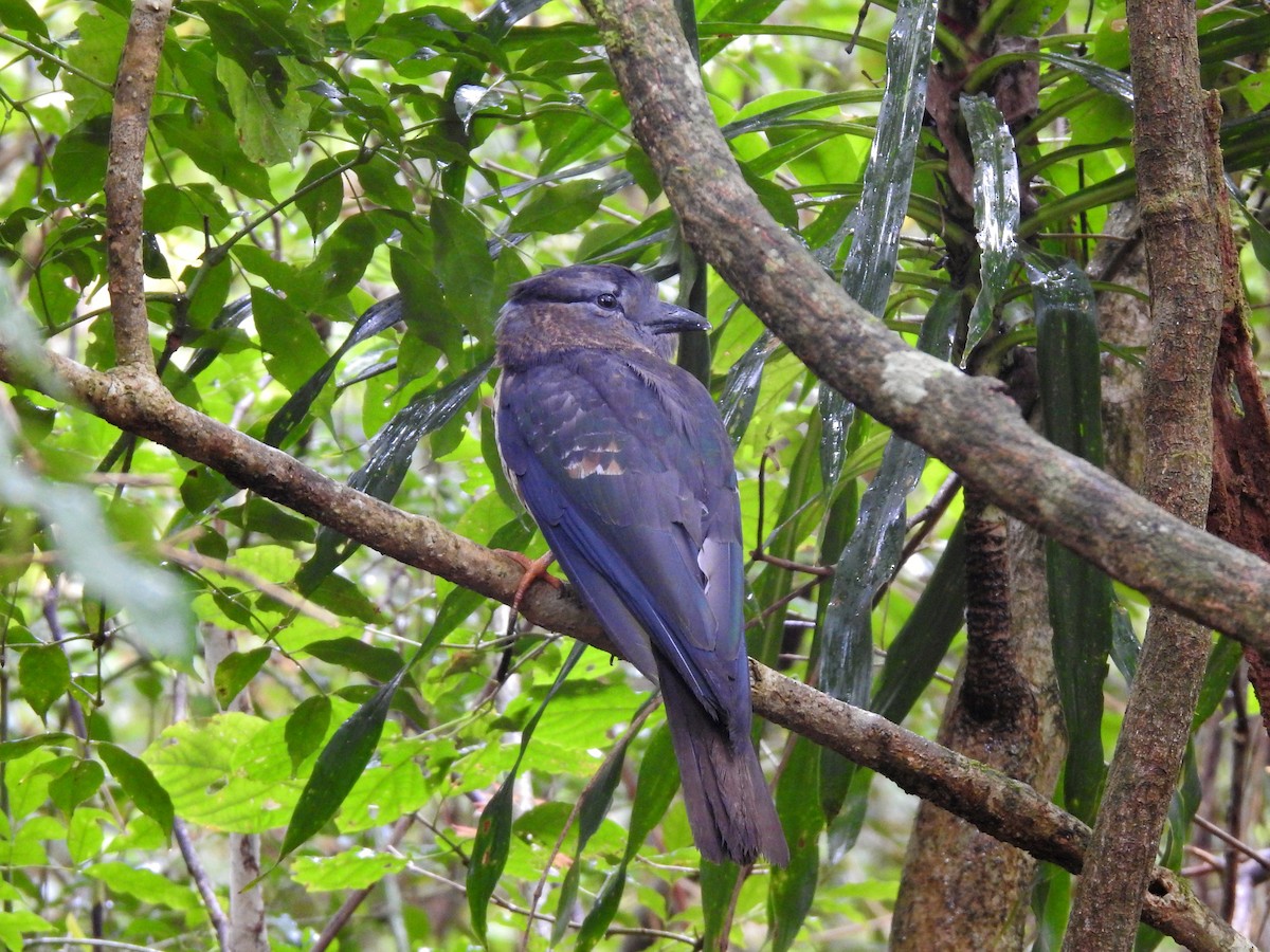Cuckoo-roller - ML644477390