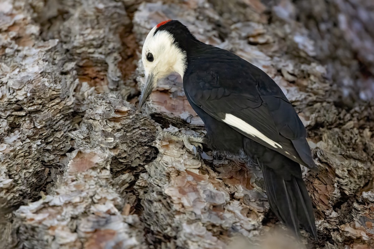 White-headed Woodpecker - ML644477391