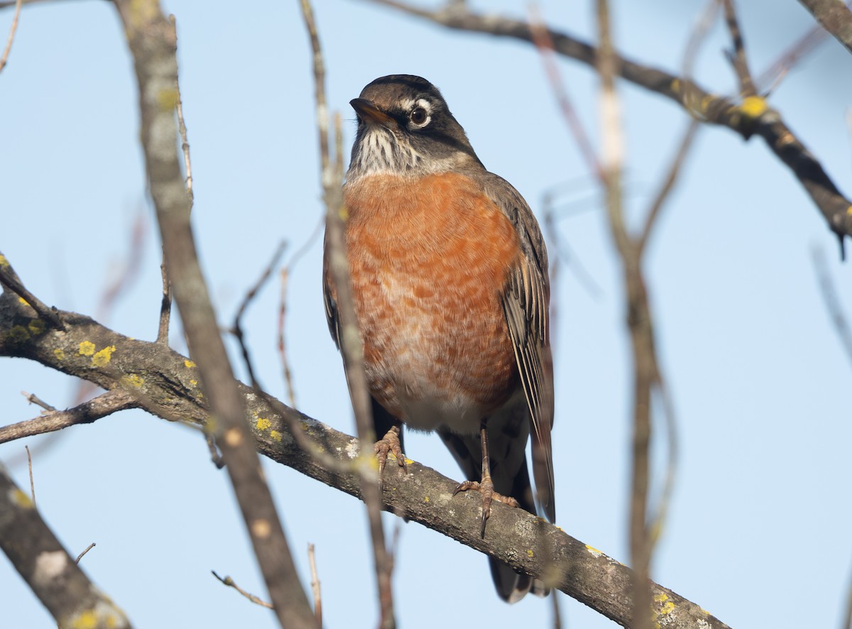 American Robin - ML644477392