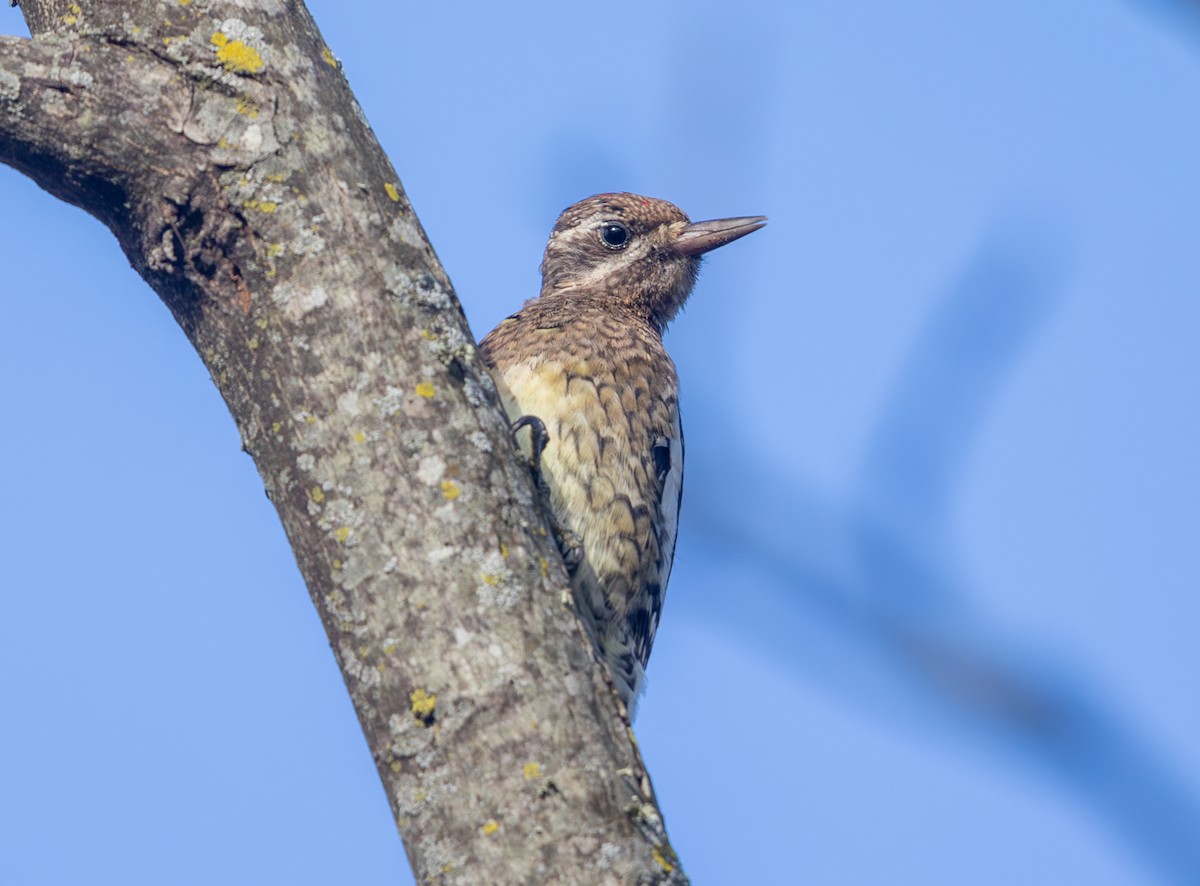 eBird Checklist - 1 Nov 2025 - Shelby Farms Park--Gardner Rd. Marsh ...