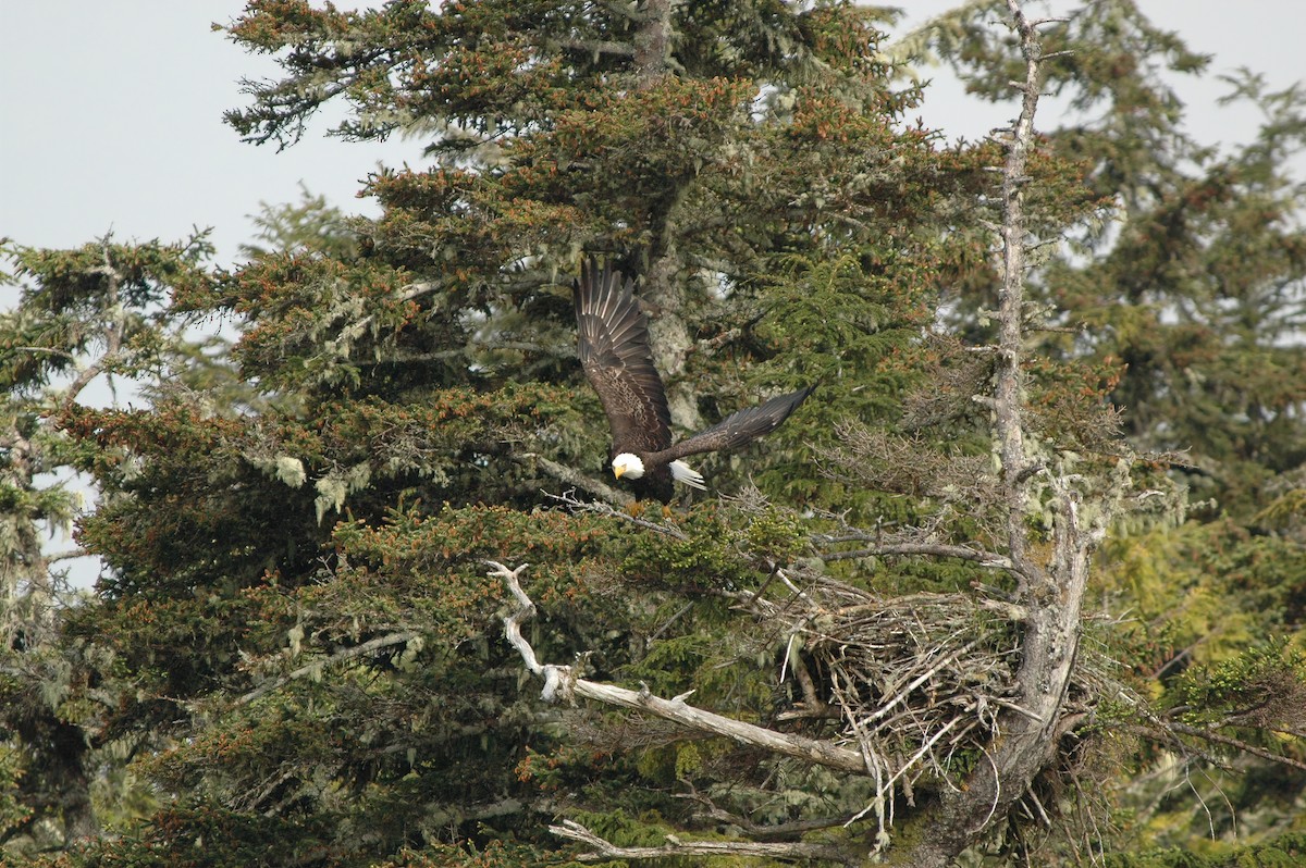 ハクトウワシ - ML644477407