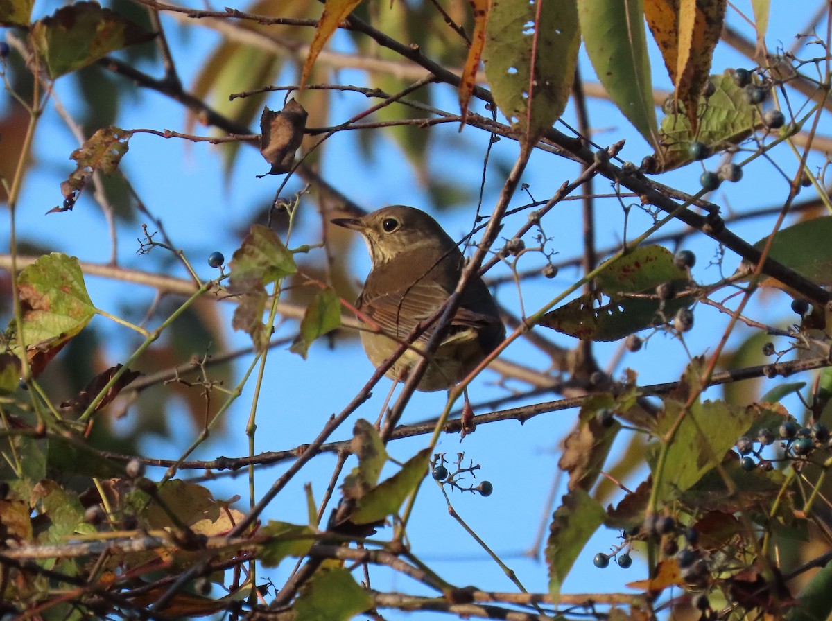 Hermit Thrush - ML644477415