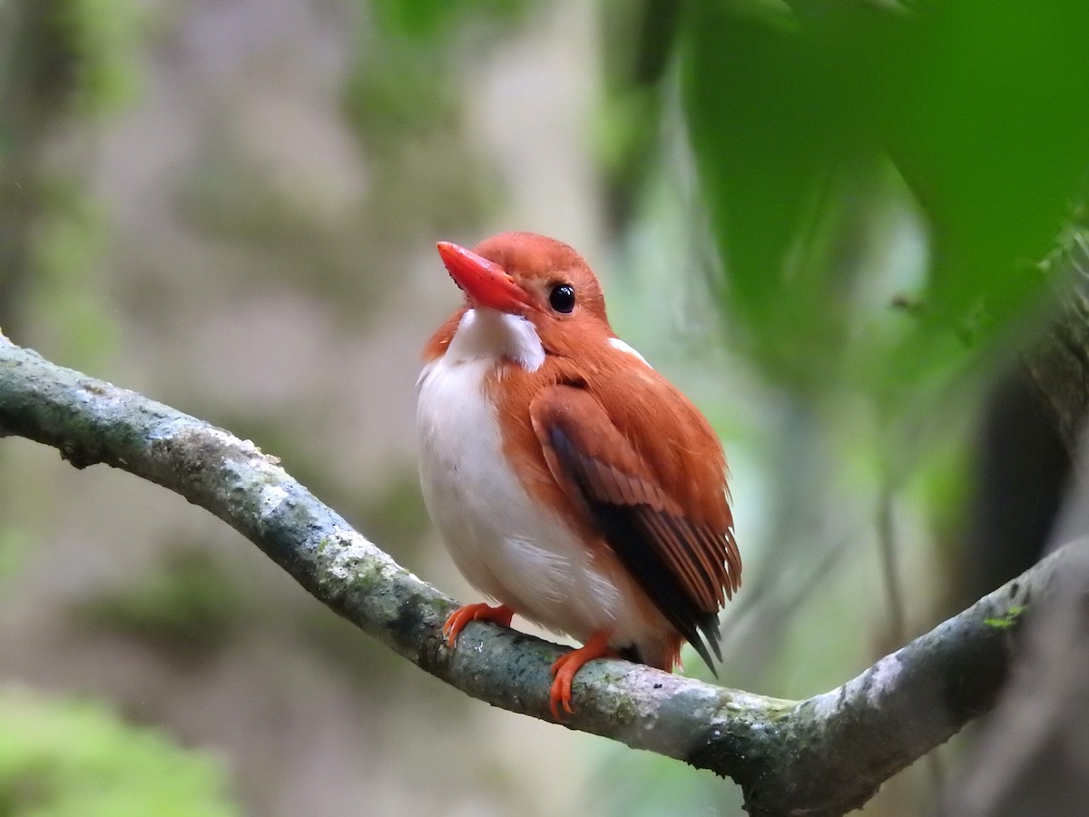 Martin-pêcheur malgache - ML644477416