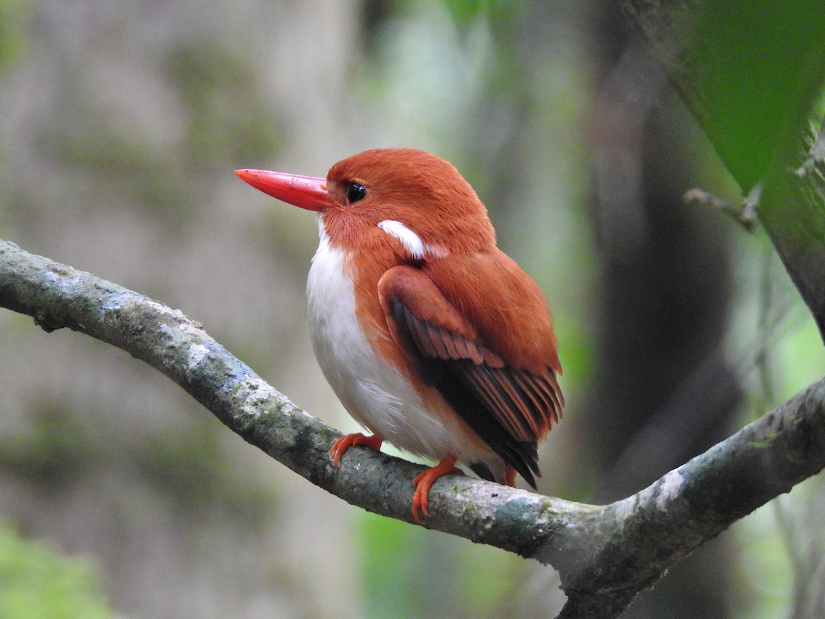 Martin-pêcheur malgache - ML644477418