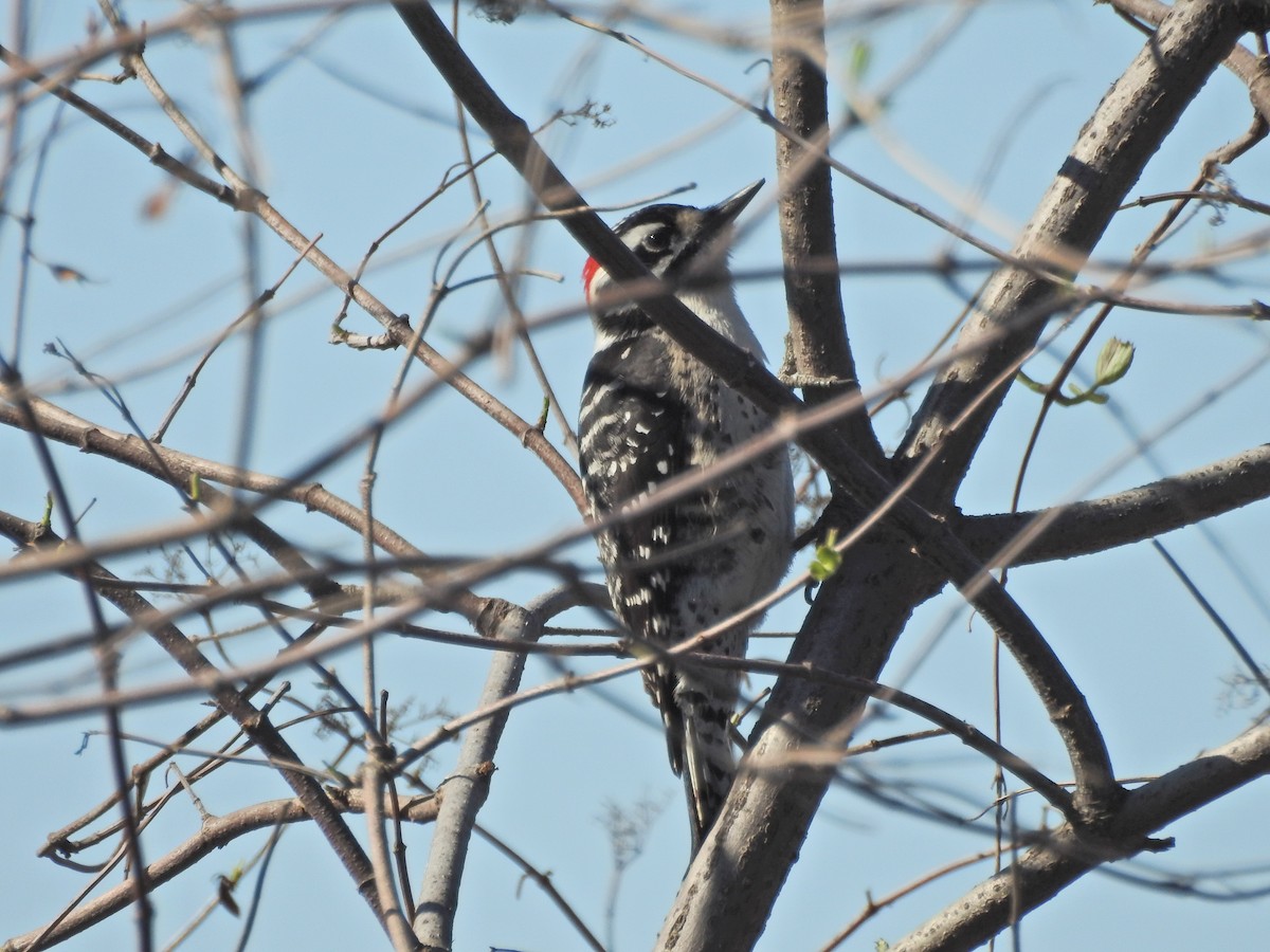 Nuttall's Woodpecker - ML644477422