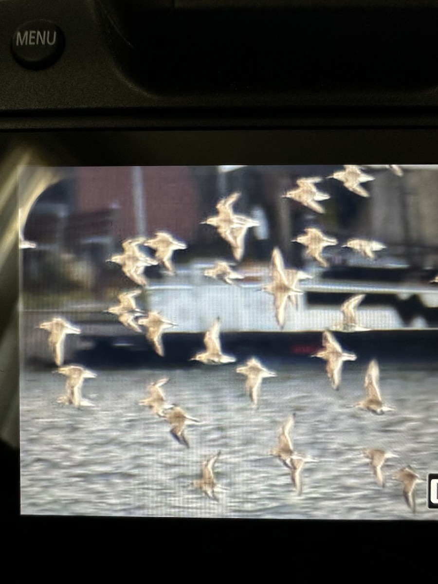 Чернозобик - ML644477426