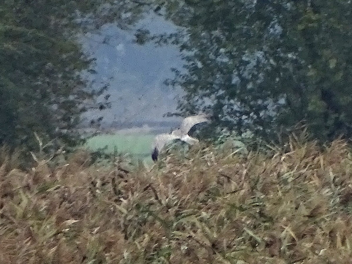 Aguilucho Papialbo - ML644477427