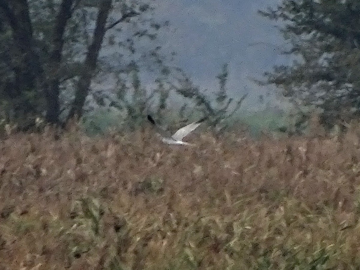 Aguilucho Papialbo - ML644477428