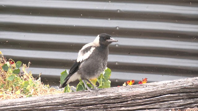 Australian Magpie (White-backed) - ML644477429