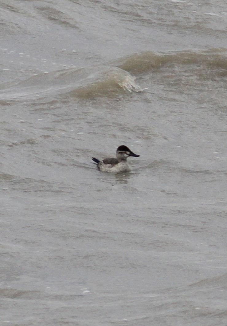 kachnice kaštanová - ML644477433