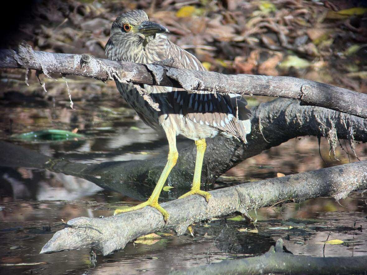 kvakoš noční - ML644477434