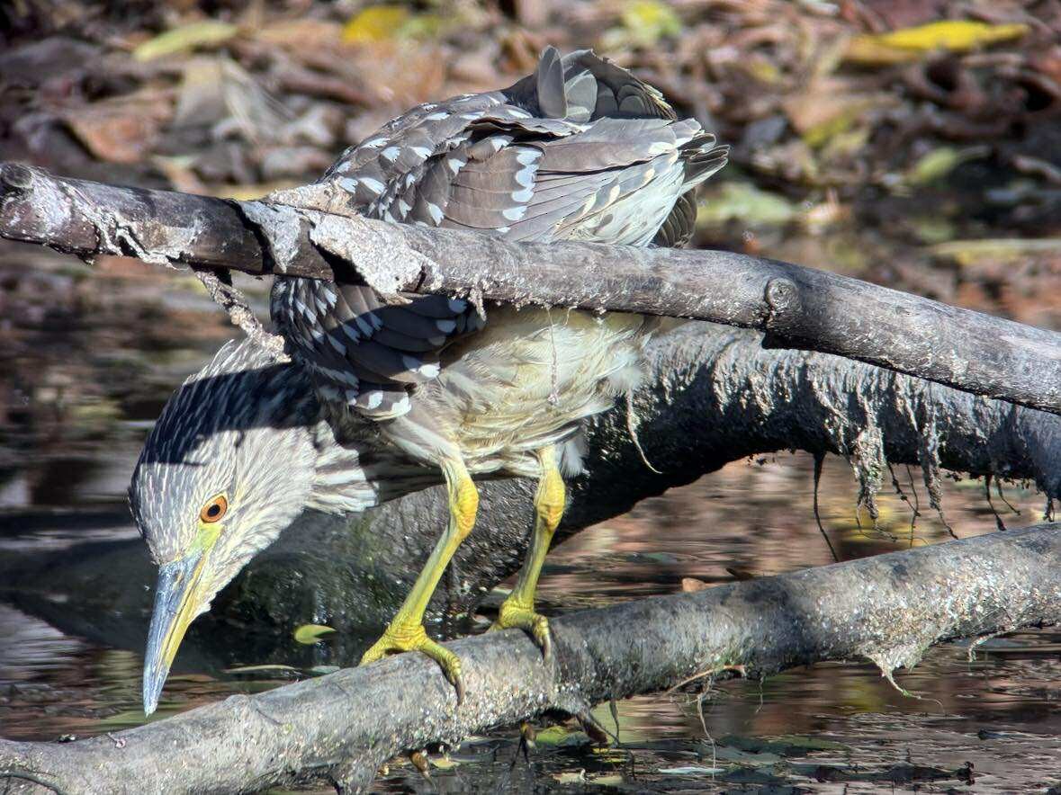 kvakoš noční - ML644477435