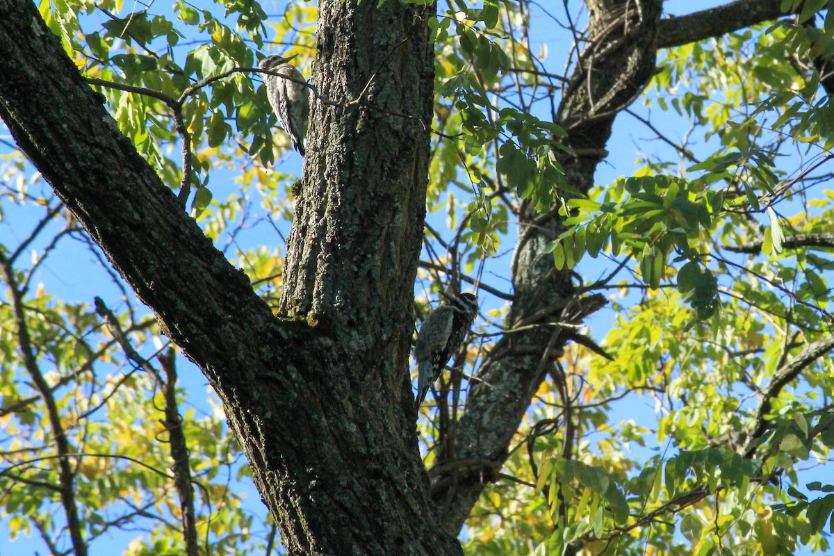 シルスイキツツキ - ML644477437