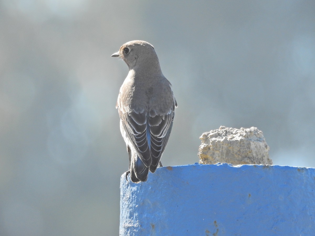 Merlebleu azuré - ML644477444