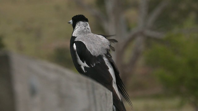 Australian Magpie (White-backed) - ML644477448