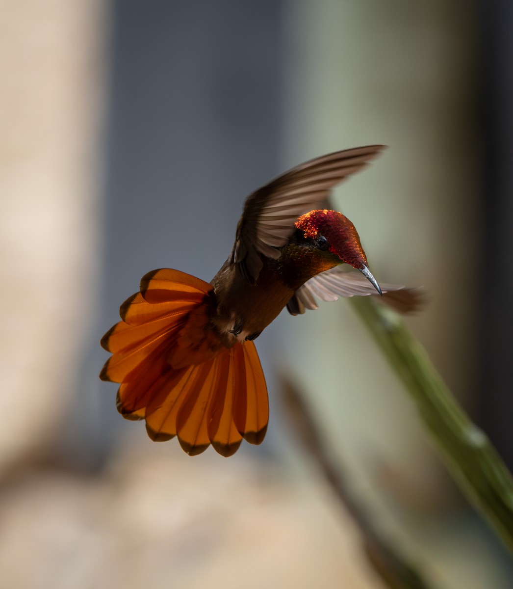 ルビートパーズハチドリ - ML644477449