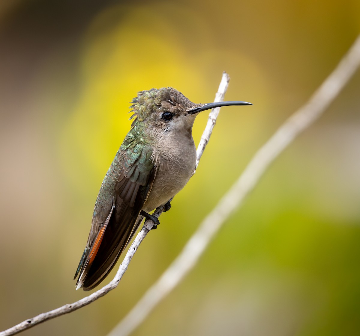 ルビートパーズハチドリ - ML644477451